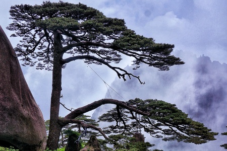 黄山の奇松