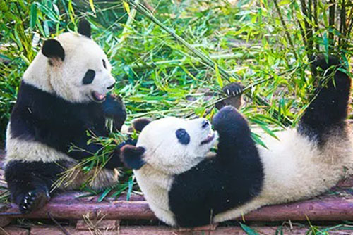 成都旅行・ツアー