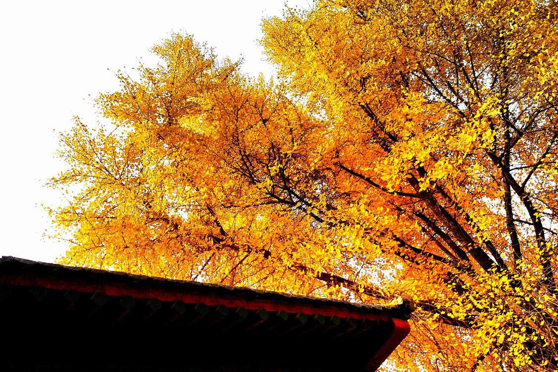 秋の西安観光ガイド：古都の魅力を発見