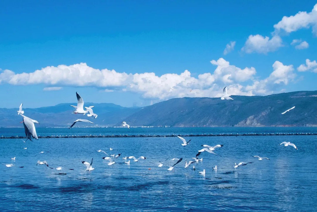 雲南旅行・ツアー