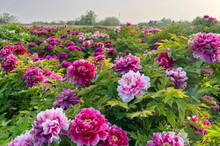 洛陽国家牡丹園