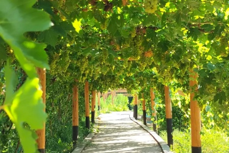 ブドウ園