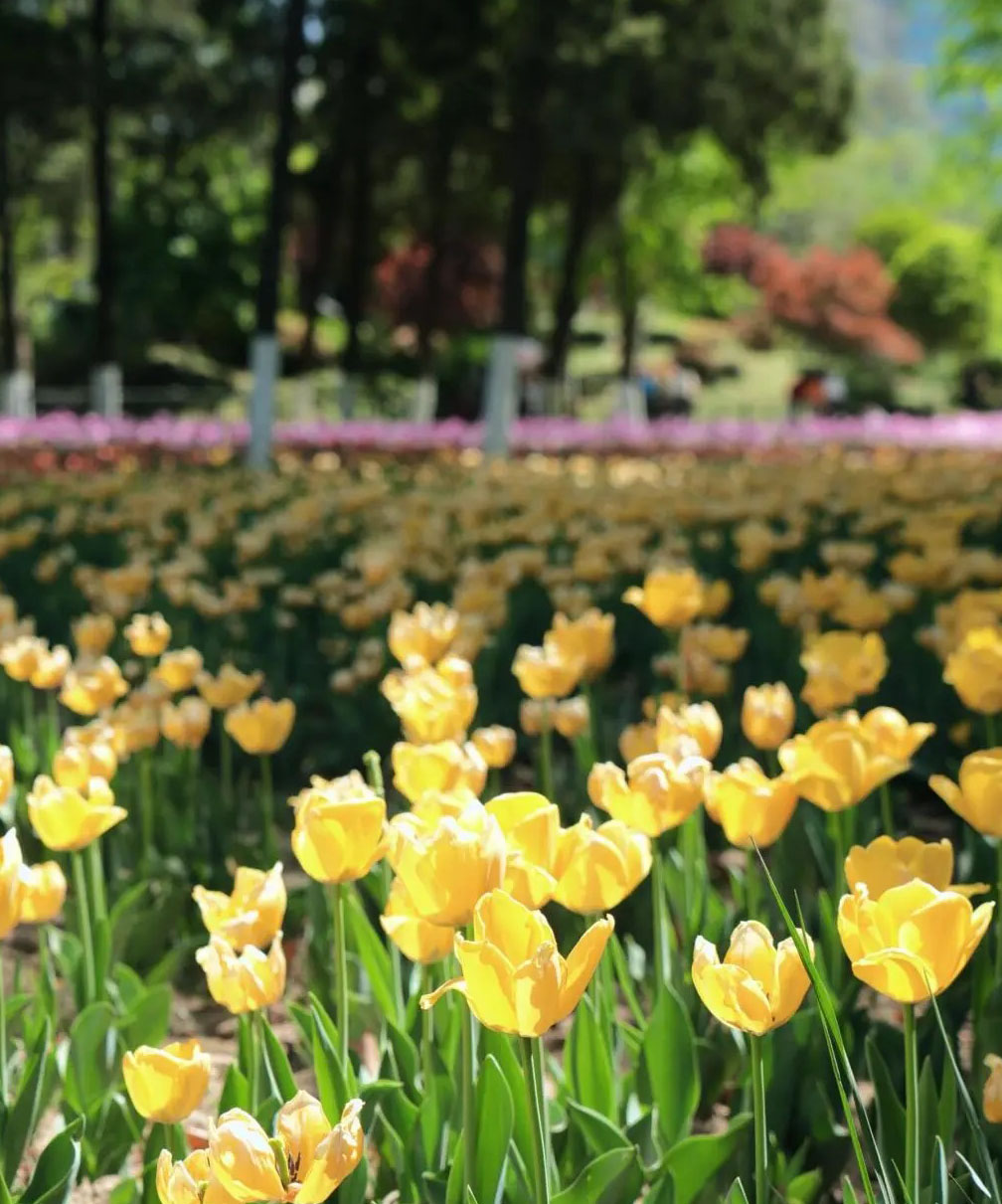 春の西安興慶宮公園観光・旅行