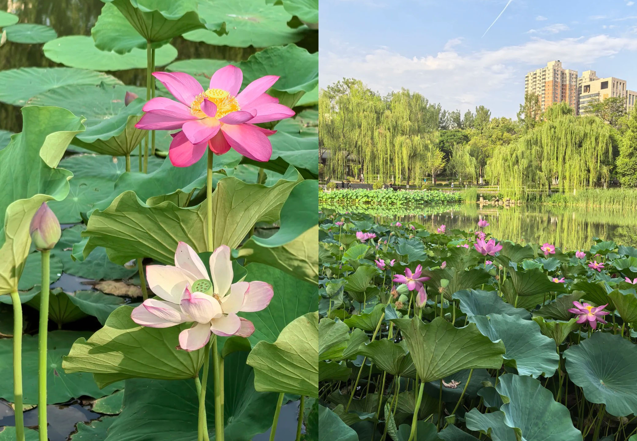 夏の西安観光ガイド:興慶宮公園
