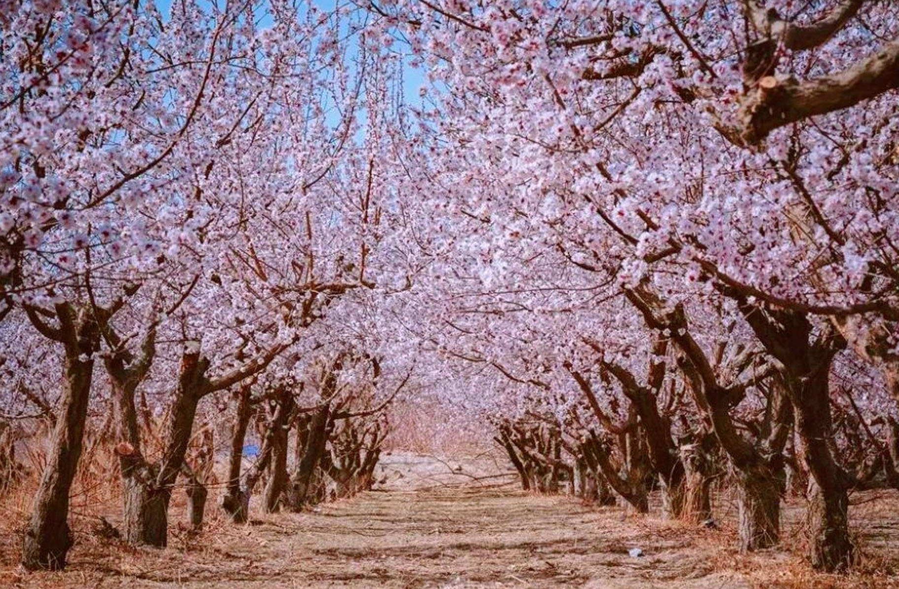春の新疆旅行：花咲く草原と自然の息吹に出会う旅