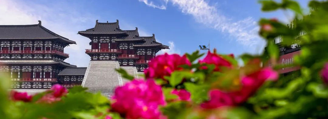 春の洛陽観光:牡丹が咲き誇る古都で春を感じる旅