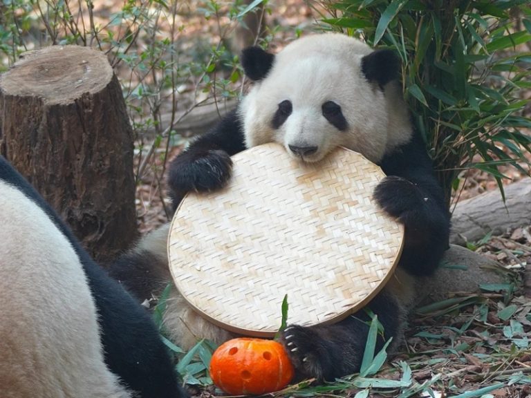 パンダ