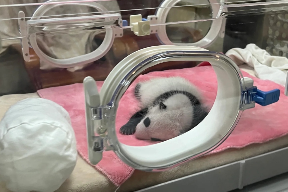 育成室のパンダの赤ちゃん